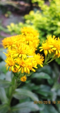Solidago cutleri virgaurea var. Alpina