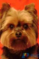 My Little Yorkie