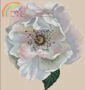 DMC BK004 Vine Rose