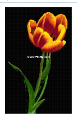 Better Cross Stitch - Tulip on Black - Free