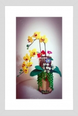 Orchid flower