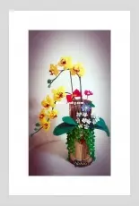 Orchid flower