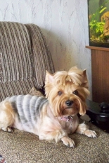 My Dog