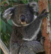 Golden Kite GK 133 Koala