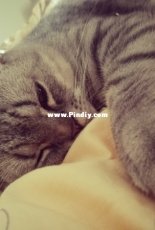 My Cat Beta