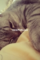 My Cat Beta