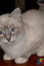 Baby ragdoll