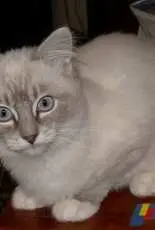 Baby ragdoll