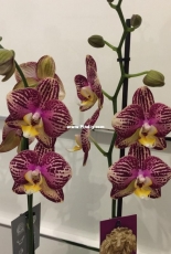 Orchids are my second hobby: new one without of name