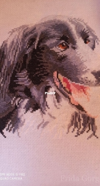 Pluto - my dog