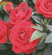 Artecy Cross Stitch - Red Roses