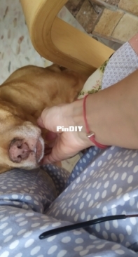 Mi perrita Brandy