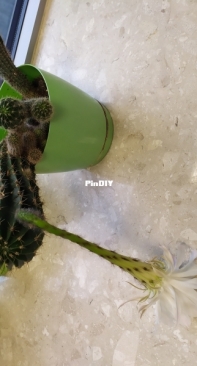 Sukulent and flower