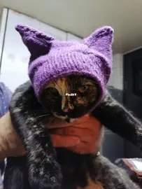 Cat Hat!
