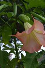 Flowers 2017