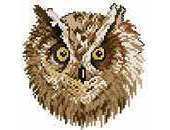 Owl Portrait