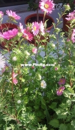 Daisies