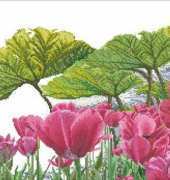 Thea Gouverneur TG 432 Tulip