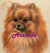 Arxinda - Pomeranian