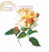 Thea gouverneur - TG 416 Yellow Rose
