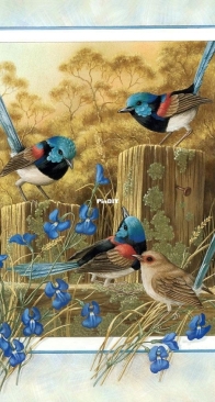 Variegated Wren by Interesting Boutique