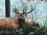 HAED - HAEKAD131 Elk by Kevin Daniel