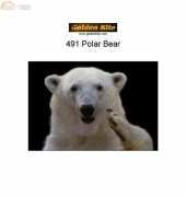 Golden Kite 491 - Polar Bear