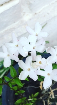 My Jasmine Creeper