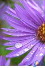 Tilton Crafts - September Flower Aster - Free