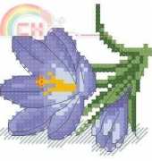 Crocus II