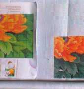 peonies with butterfly