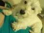 McLeods Furbabies