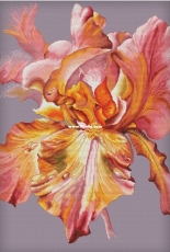 Pink Charm Iris by Anna Kuznetsova /Анна Кузнецова XSD