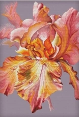 Pink Charm Iris by Anna Kuznetsova /Анна Кузнецова XSD