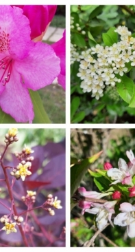 Flowers from my garden 6