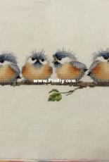 Chorus line-bird