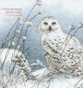 Dimensions 35221 - Northwind Owl XSD