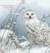 Dimensions 35221 - Northwind Owl XSD
