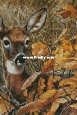 Thrill by Chimera XSD