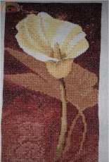 Calla