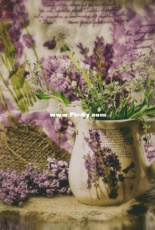 Chimera - Lilac Provence