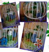 My parakeets