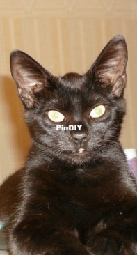 Black cat