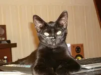 Black cat