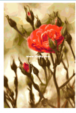 Better Cross Stitch - Rose Part 1 - 2  Free
