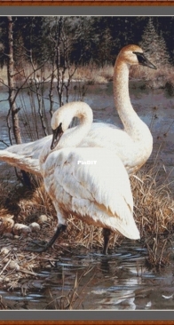 Amelka Elenka- Birds