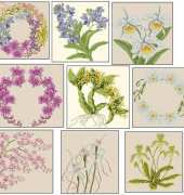 Harmony-Themes Orchids