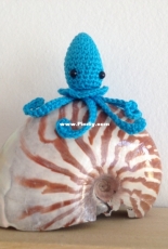 Squid