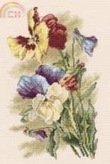 RTO M522 - Viola Wittrockiana