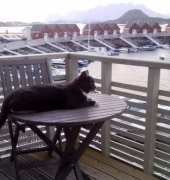 One of my super cats "Snookern"